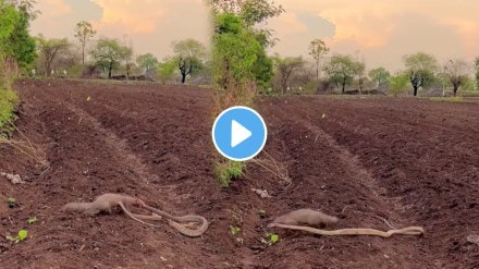 Mongoose Attack Snake Viral Video who will win battle watch this viral video on social media