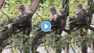 Not Vrindavan, Monkey At Tamil Nadu's Kodaikanal Snatches Bundle Of ₹500 Notes From Tourist; Viral Video