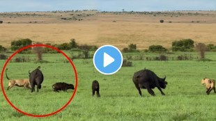 Lion attacks buffalo calf watch what happened next video goes viral on social media