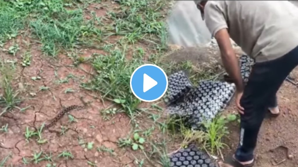 Found 52 ghonus snakes