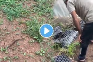 Found 52 ghonus snakes