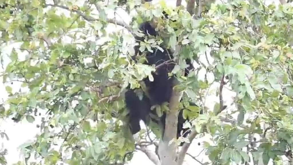 wild bear entered a field climbed a banyan tree