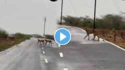 बापरे! नॅशनल पार्कच्या बाहेर फिरतायत ५ चित्ते; पाहून लोकांची तारांबळ, VIDEO पाहून तुम्हालाही धक्का बसेल