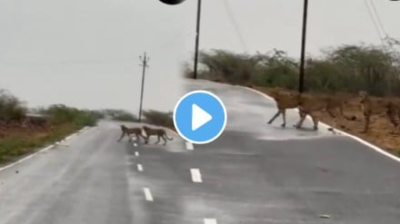 leopard Cheetah Group Stray Outside Kuno National Park In MP's Morena