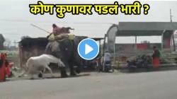 VIDEO: जिथं भीती संपते तिथं आयुष्य सुरु होतं! महाकाय हत्तीला रस्त्याच्या मधोमध नडला घोडा; पाहा शेवटी कोण कुणावर पडलं भारी