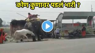 Elephant Vs Horse: Viral Video Captures 'Hathi-Ghoda' Fight In MP's Ratlam; Netizens Hooked To Know Which Animal Wins