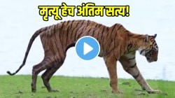 “जास्त गर्व करू नये कारण…पैसा, सौंदर्य, ताकद प्रत्येकाला मर्यादा”; मृत्यूपूर्वी वाघिणीचा शेवटचा VIDEO; फोटोग्राफरही रडला