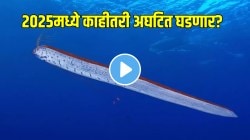 २०२५मध्ये काहीतरी अघटित घडणार? समुद्रकिनाऱ्यावर ‘हा’ मासा दिसणं म्हणजे धोक्याचे संकेत! VIDEO पाहून थक्क व्हाल