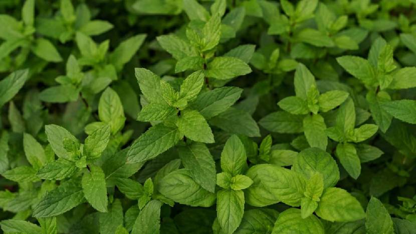 tulsi for weight loss