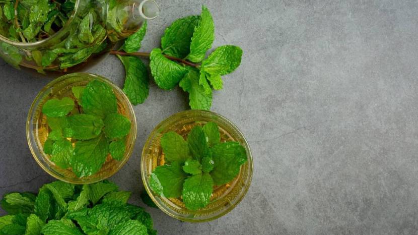 tulsi for weight loss