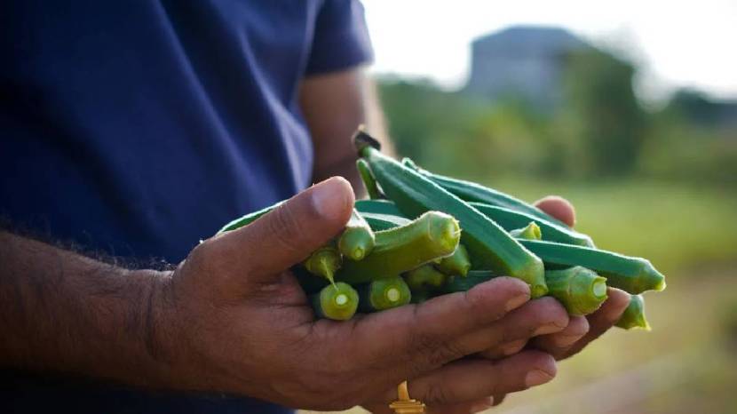 Is drinking okra water beneficial for health