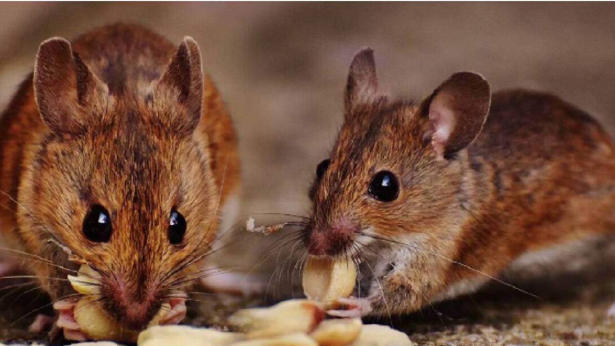 How to get rid of rats permanently