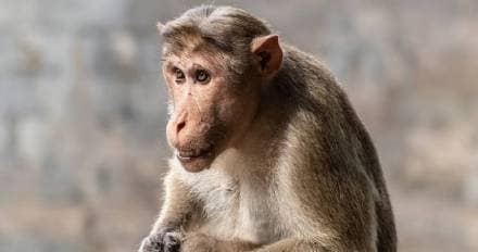 Man throws axe at monkeys