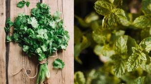 Mint coriander leaves