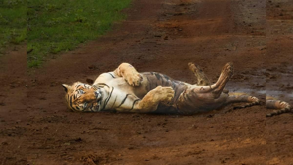 nagpur Chhota Matka rules Tadoba having killed three tigers that entered his territory