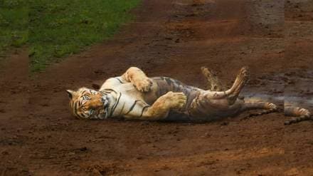 nagpur Chhota Matka rules Tadoba having killed three tigers that entered his territory