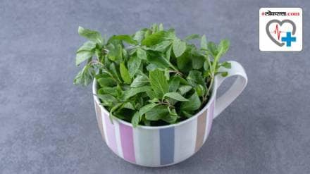 Tulsi metabolism benefits