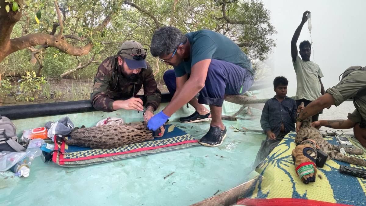 Rare fishing cat radio collared for first time in Andhra Pradesh Koringa Wildlife Sanctuary
