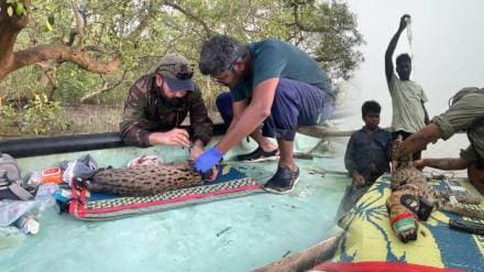 Rare fishing cat radio collared for first time in Andhra Pradesh Koringa Wildlife Sanctuary