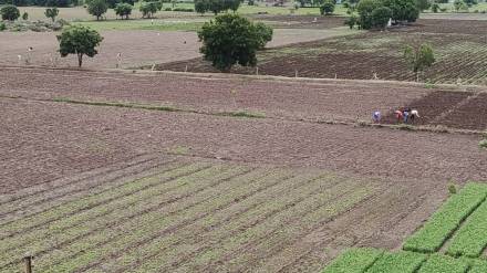 farmers near the city face farm labor shortage for harvest weeding
