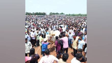 Rupchand Bandgar bull won first place in Ichalkaranji Bendur race