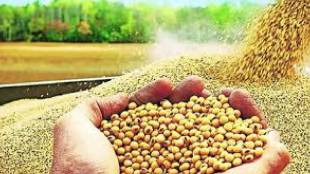 NAFED and NCCF may lose rs 1000 crore buying soybeans at guaranteed prices in Maharashtra