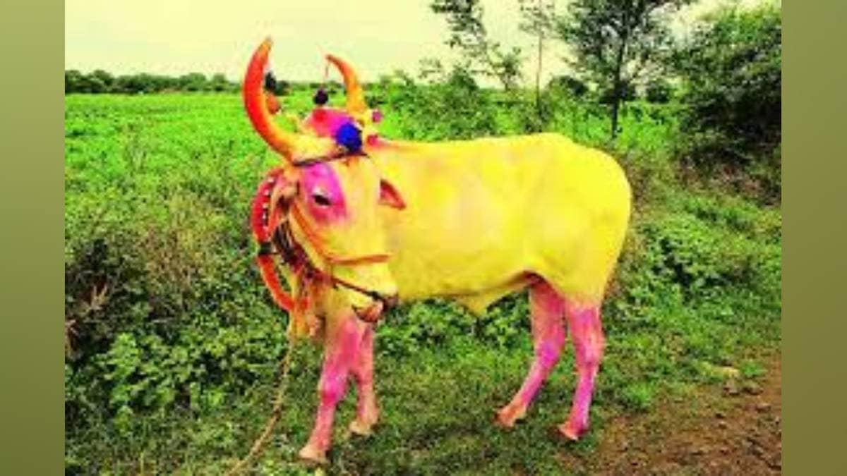 Karnataka Bendur festival was celebrated with great enthusiasm in some parts of Kolhapur district on Thursday