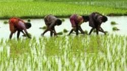 जिल्ह्यात खरिप पिकांच्या पेरण्यांना सुरुवात; १४.५० टक्के पेरणी