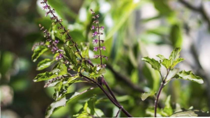 tulsi for weight loss