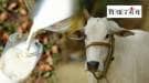 आपल्या देशी गाई जादा दूध कधी देणार?…