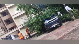 35 trees fell in the city and 11 vehicles damaged in three days