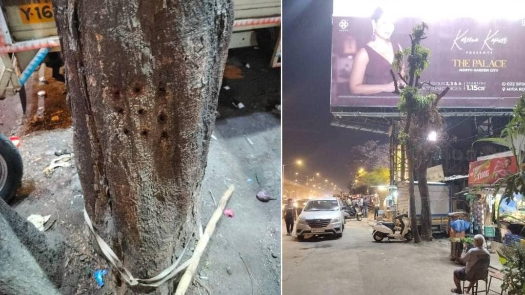 Mumbai Ahmedabad Highway Tree, Tree Injection,