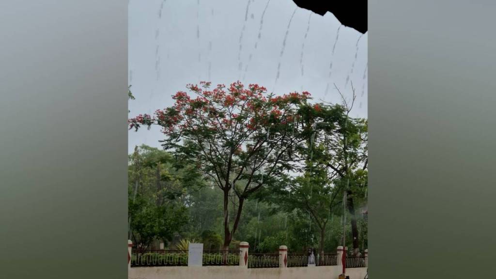 Rain Yavatmal district, farmers Yavatmal ,