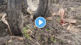 A young man crushed snake under the wheels of a tractor into the field video goes viral on social media