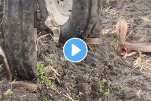 A young man crushed snake under the wheels of a tractor into the field video goes viral on social media