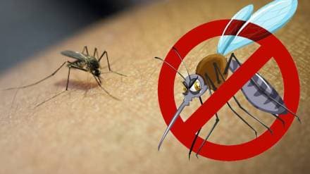 How to get rid of mosquitoes at Home Best home remedies to get rid of mosquitoes in Monsoon season