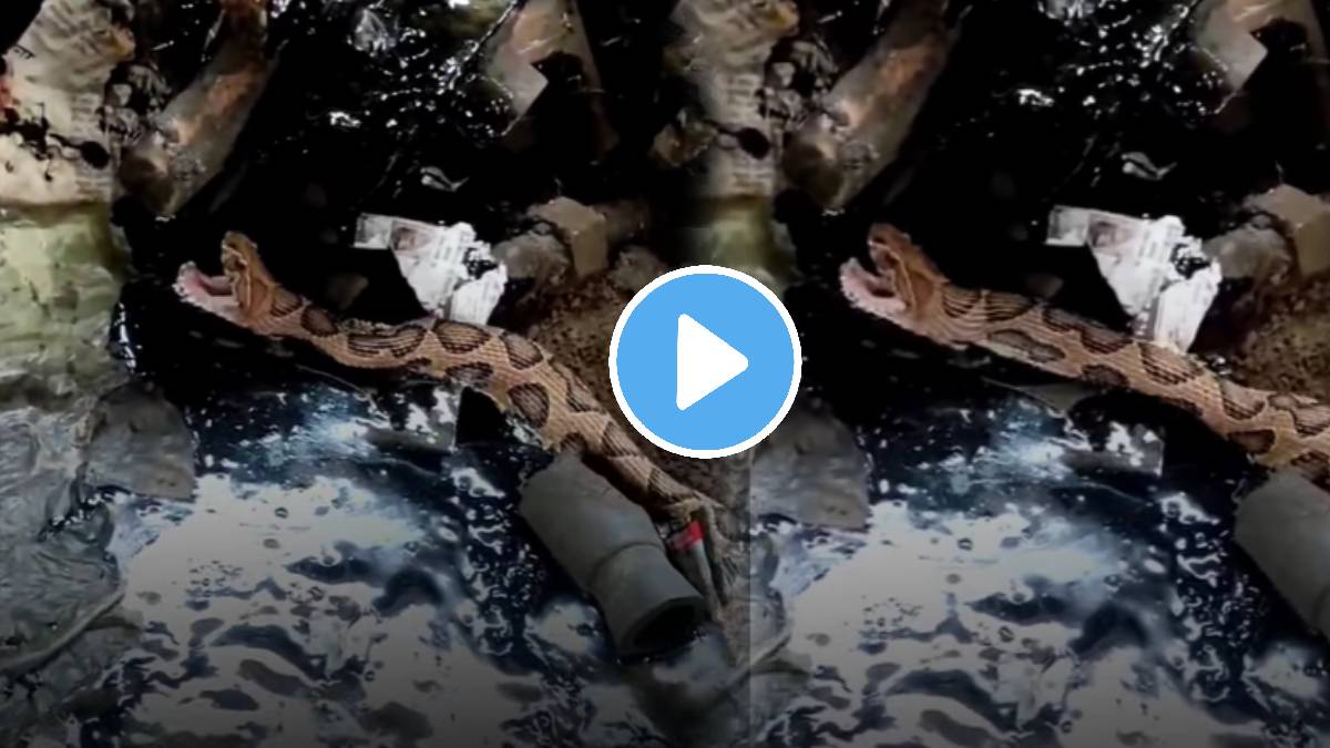 Snake stuck in asphalt shocking video goes viral on social media