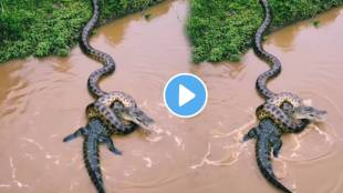 Anaconda Vs Crocodile Hunting Video Goes Viral On Social Media See Who Won The Battle video real or fake