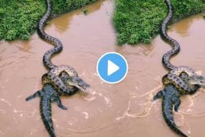 Anaconda Vs Crocodile Hunting Video Goes Viral On Social Media See Who Won The Battle video real or fake