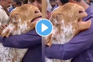 Emotional video goat who came to sell on eid cried by hugging owner