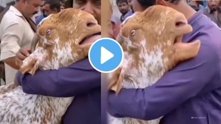 Emotional video goat who came to sell on eid cried by hugging owner