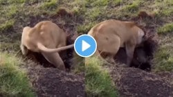 VIDEO: डुकराची शिकार करण्यासाठी सिंहीण अक्षरश: बिळात घुसली; डुकराचा लढा पाहून पिल्लंही रडू लागली; आवाज ऐकून मन हेलावून जाईल