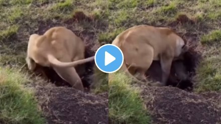 Shocking video Lion Kills Pig In The Jungle Animal Fight Video Goes Viral