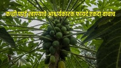 कच्ची पपई अनेक समस्यांवर रामबाण; लगेच जाणून घ्या आश्चर्यकारक फायदे…