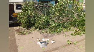 Tree cutting without permit in Sangli killed 12 birds