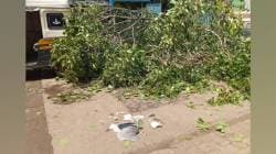 विनापरवाना फांदी तोडताना बारा पाखरांचा मृत्यू तर तीन पाखरे गंभीर जखमी