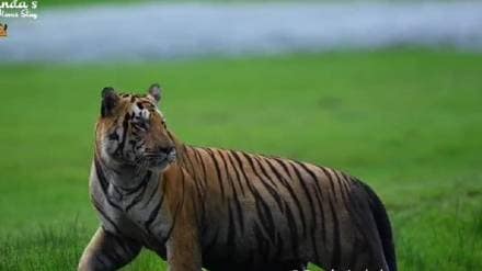 Tadoba andhari tiger