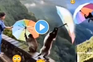 Girl Went To Give An Umbrella To A Monkey But Suddenly Shocking Incident Happned