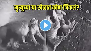 Tiger Vs Lion Deadly Battle Ends With A Twist who will win video viral on social media