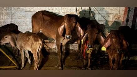 Banda Police action against illegal cattle transport from Goa to Sangli near Banda Check Post